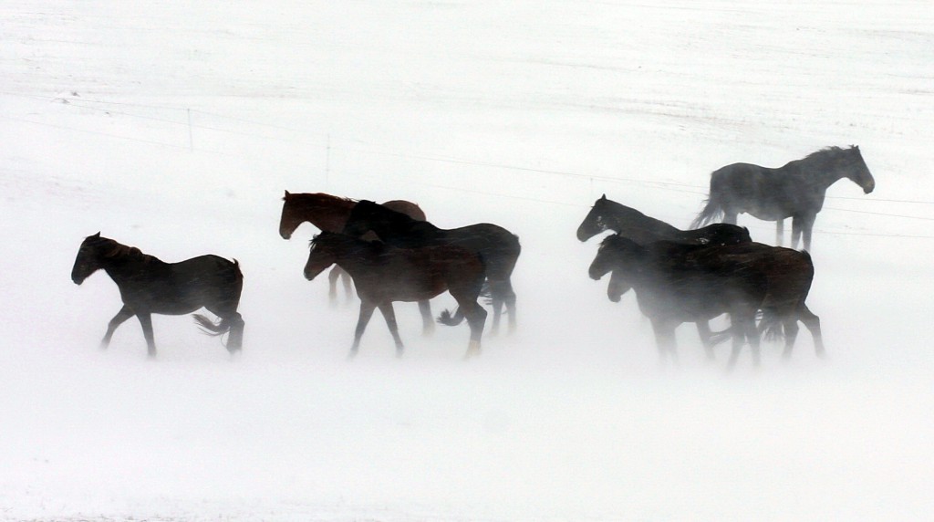 pferde im schnee_Foto Joachim Baier